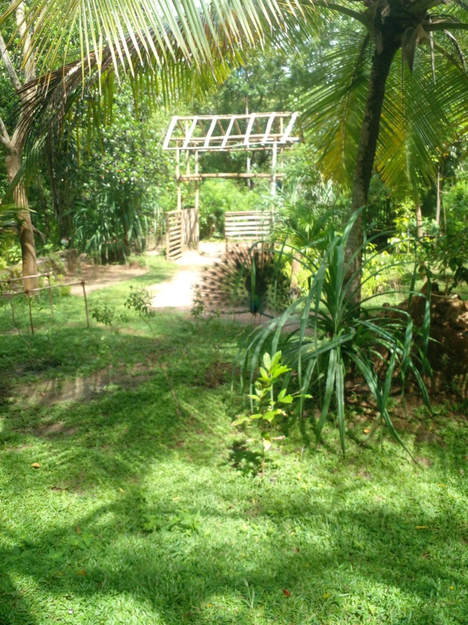 Home In The Island Tangalle Exterior foto